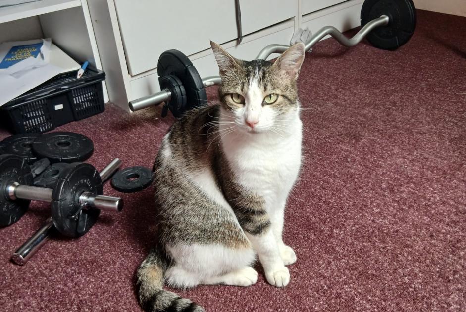Fundmeldung Katze rassenmischung  Männliche Thonon-les-Bains Frankreich