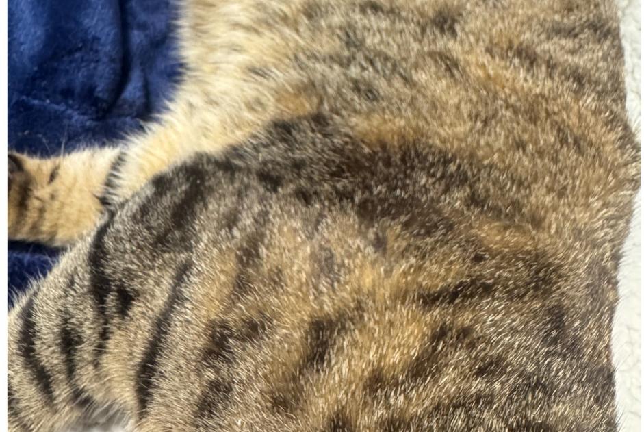 Fundmeldung Katze Weiblich Gaillard Frankreich Fundmeldung Katze Weiblich Gaillard Frankreich