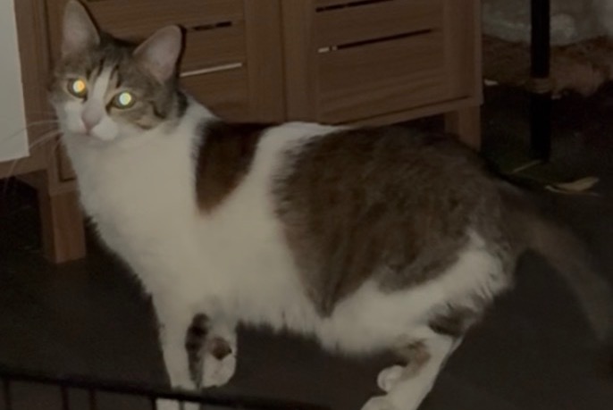 Vermisstmeldung Katze Weiblich , 1 jahre Annecy Frankreich Vermisstmeldung Katze Weiblich , 1 jahre Annecy Frankreich
