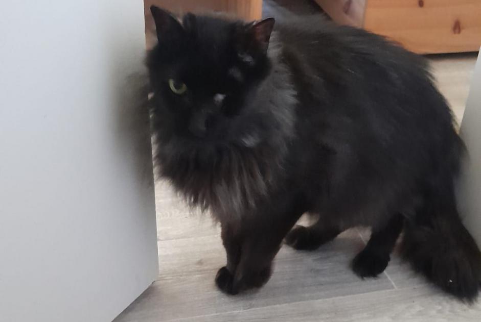 Vermisstmeldung Katze Männliche , 11 jahre Bonneville Frankreich