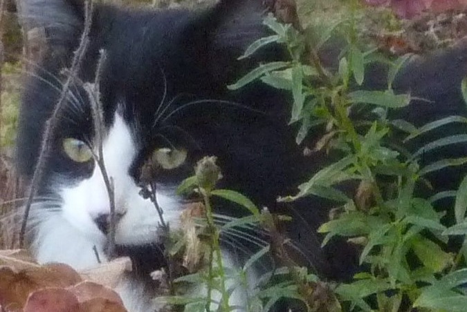 Disappearance alert Cat  Male , 6 years Annecy France