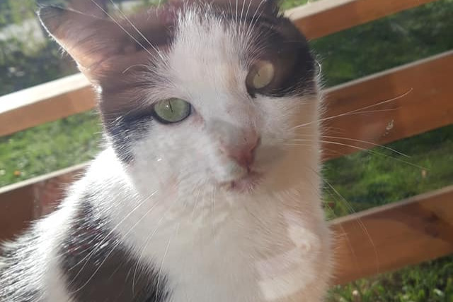 Disappearance alert Cat miscegenation  Male , 7 years Reignier-Ésery France