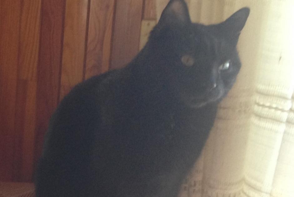 Disappearance alert Cat  Male , 7 years Meillerie France