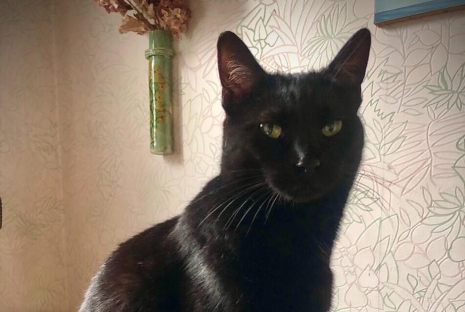 Disappearance alert Cat Female , 4 years Viuz-la-Chiésaz France