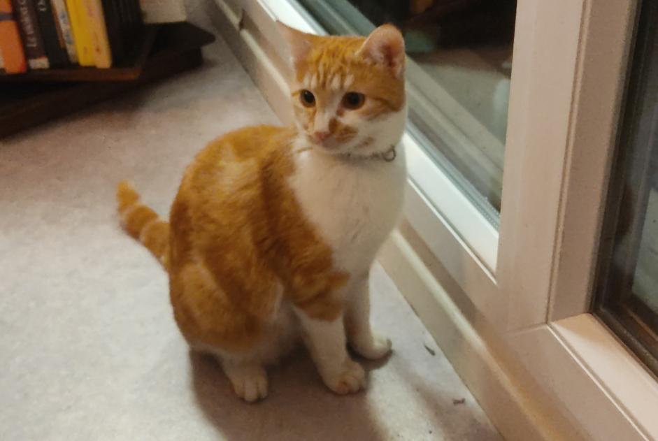 Disappearance alert Cat Male , 2 years Annecy France