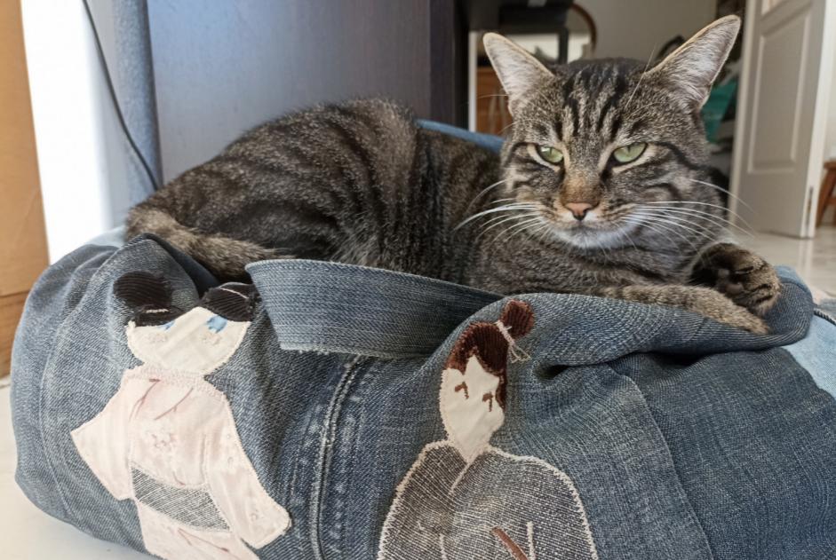 Disappearance alert Cat  Male , 2 years Saint-Jorioz France