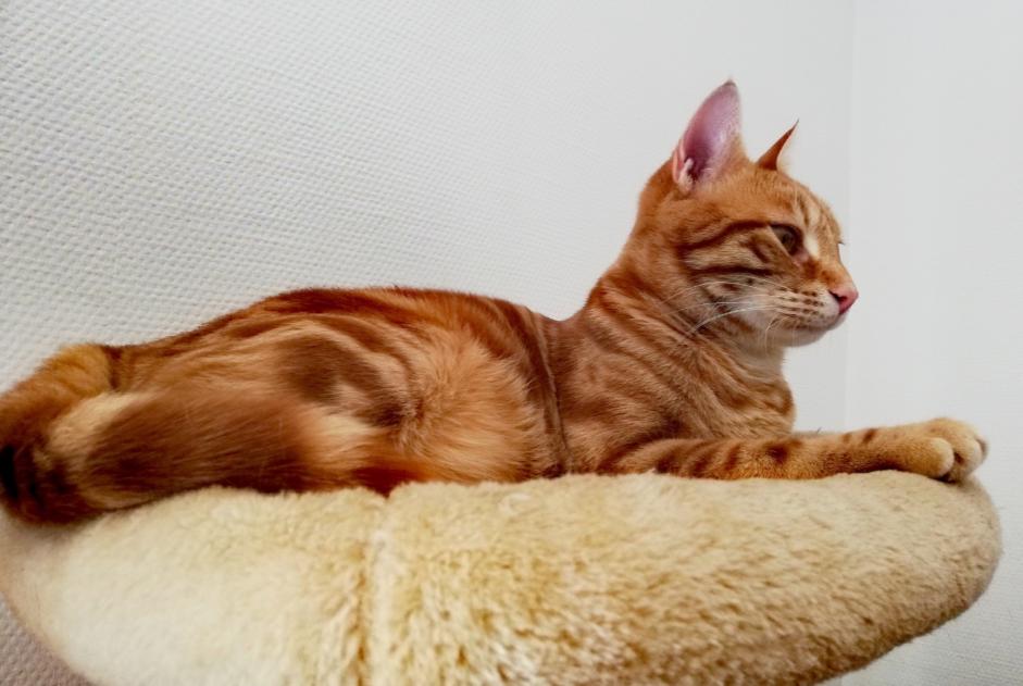Disappearance alert Cat Male , 2 years Ambilly France