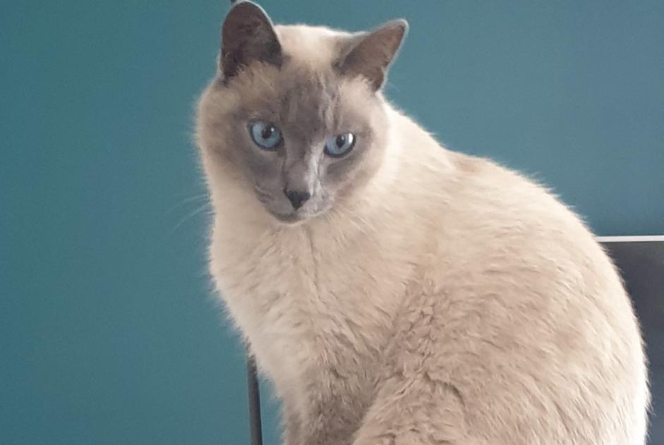 Disappearance alert Cat  Male , 4 years Archamps France