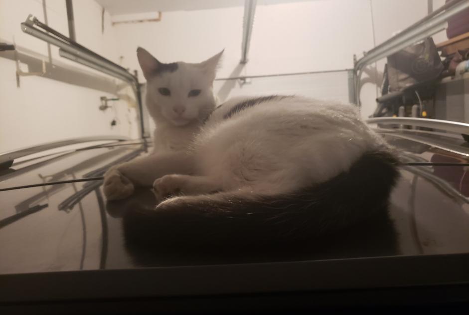 Disappearance alert Cat Female , 2 years Saint-Germain-sur-Rhône France