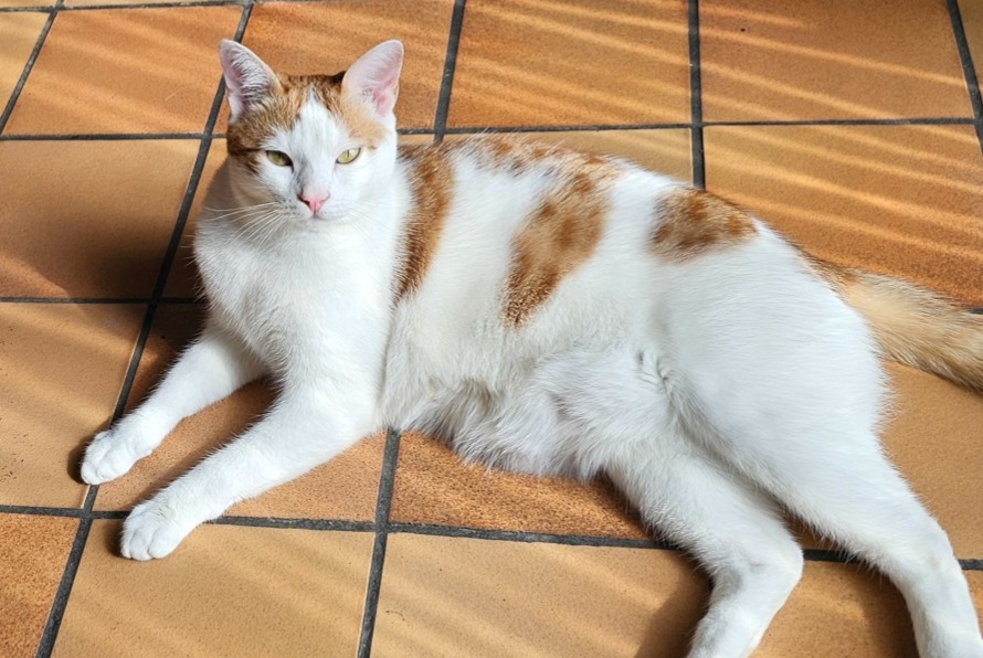 Disappearance alert Cat Male , 2 years Cruseilles France