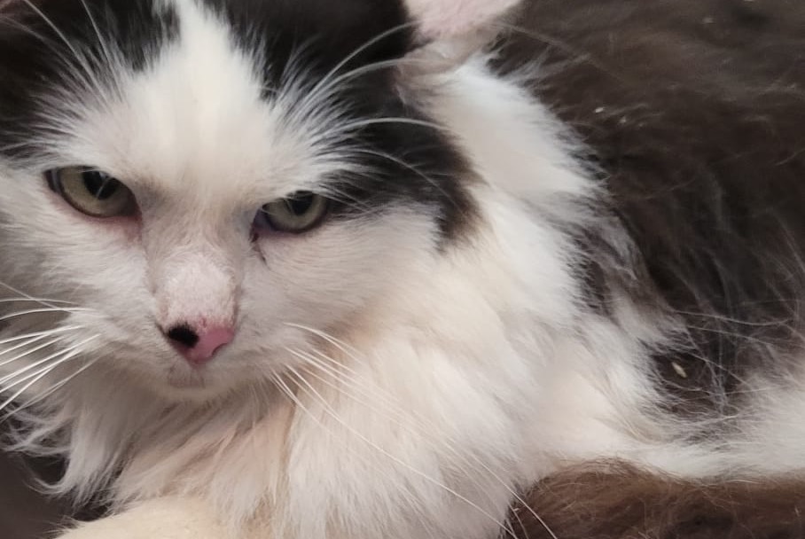 Discovery alert Cat miscegenation  Female Marin France