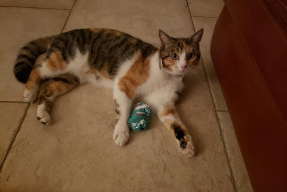 Disappearance alert Cat Female , 4 years Annecy France