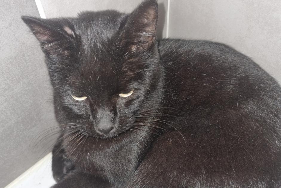 Discovery alert Cat Unknown Annecy France