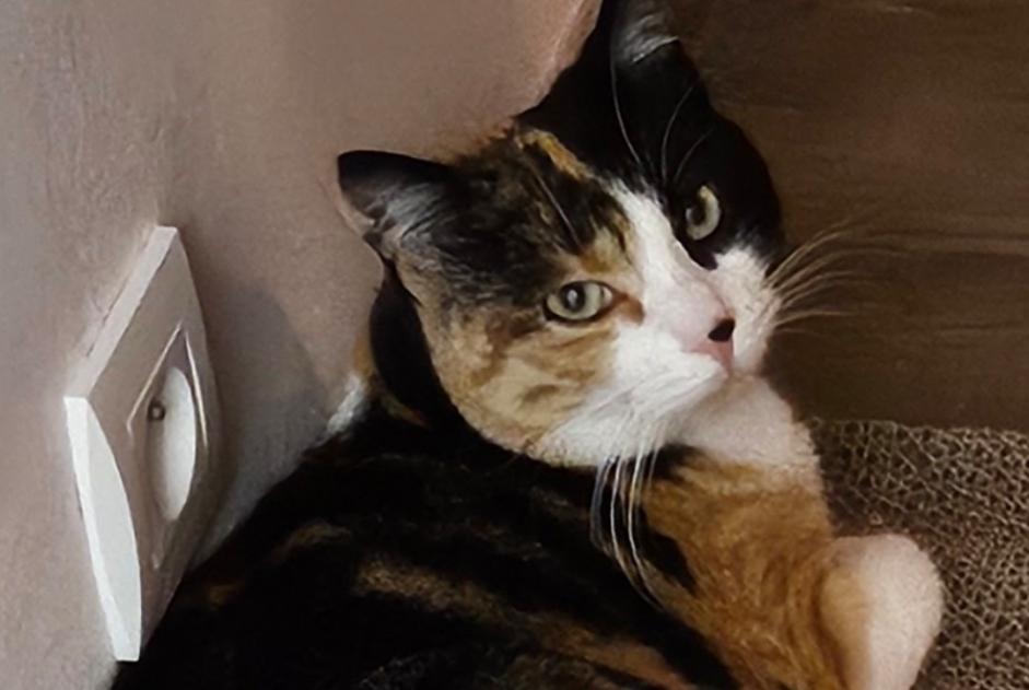 Disappearance alert Cat miscegenation  Female , 3 years Pers-Jussy France