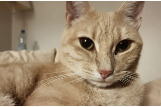 Disappearance alert Cat  Male , 10 years Gaillard France