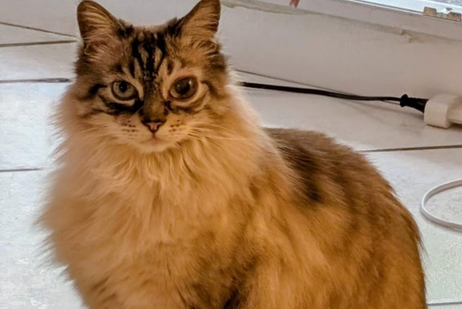 Disappearance alert Cat Male , 39 years Annecy France Disappearance alert Cat Male , 39 years Annecy France