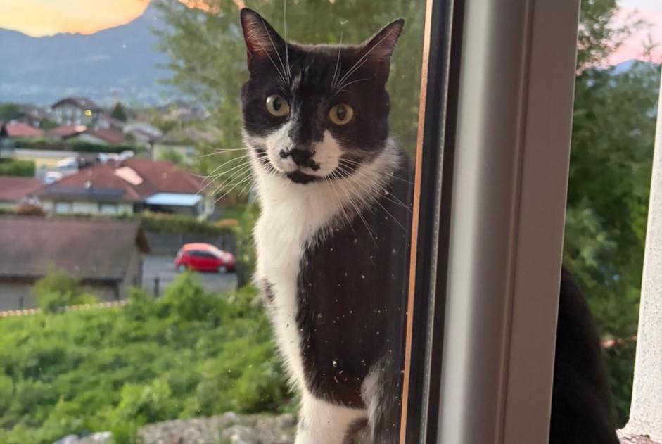 Disappearance alert Cat  Male , 3 years Scionzier France