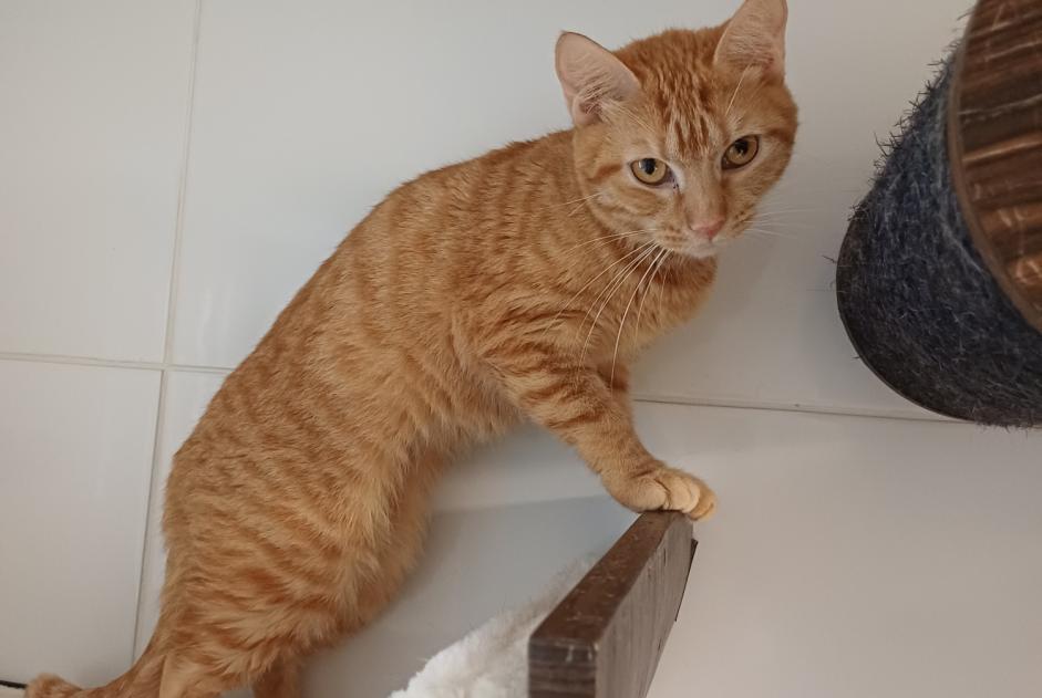 Disappearance alert Cat Female , 1 years Annecy France
