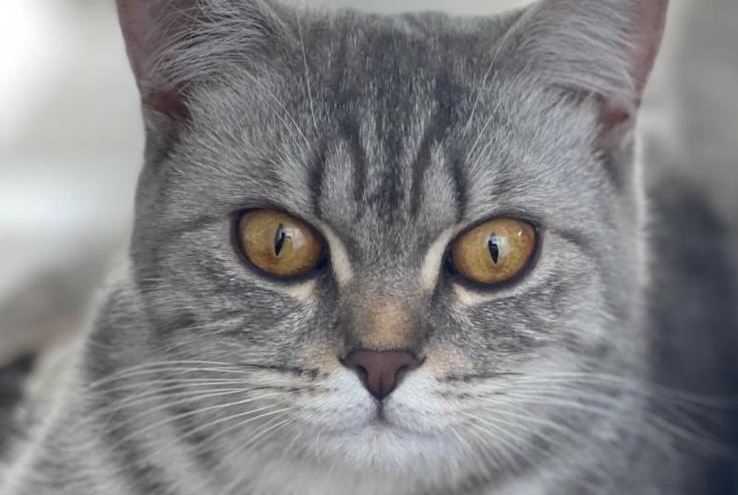 Alerta de Desaparición Gato  Hembra , 3 años Arthaz-Pont-Notre-Dame Francia Alerta de Desaparición Gato  Hembra , 3 años Arthaz-Pont-Notre-Dame Francia