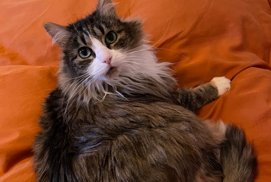 Alerta de Desaparición Gato  Hembra , 14 años Saint-Julien-en-Genevois Francia