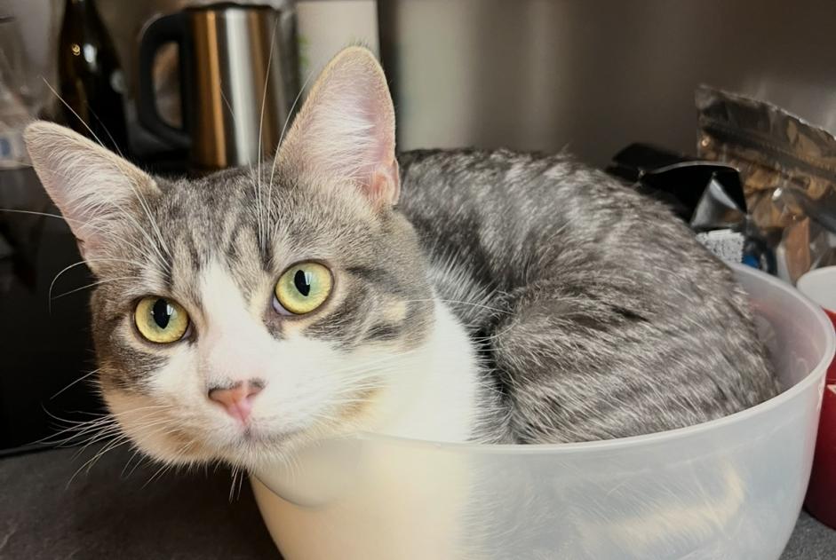 Alerta de Desaparición Gato Macho , 2 años La Chapelle-d'Abondance Francia