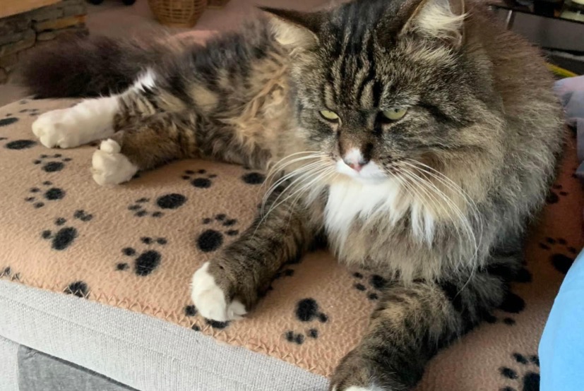 Alerte Disparition Chat croisement  Mâle , 8 ans Lugrin France