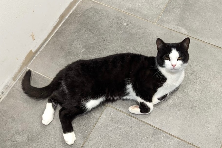 Alerte Disparition Chat Mâle , 1 ans Thusy France Alerte Disparition Chat Mâle , 1 ans Thusy France