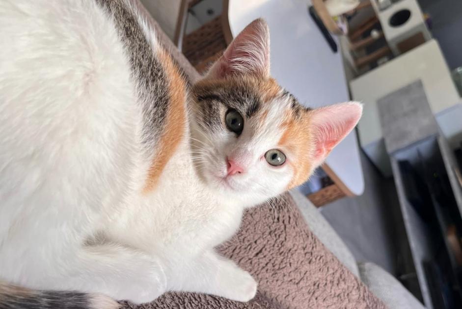 Alerte Disparition Chat Femelle , 1 ans Bons-en-Chablais France