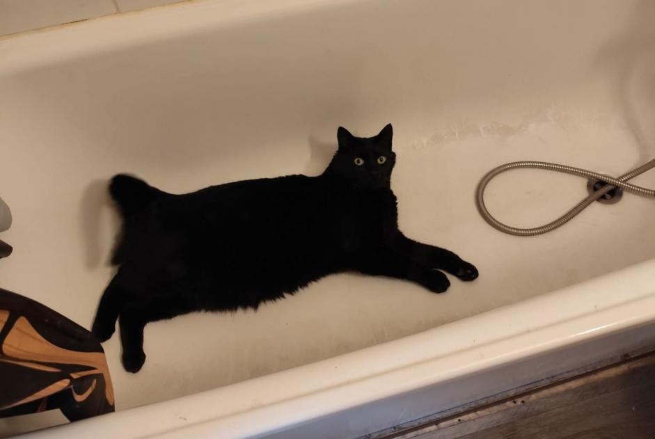 Alerte Disparition Chat Mâle , 4 ans Passy France