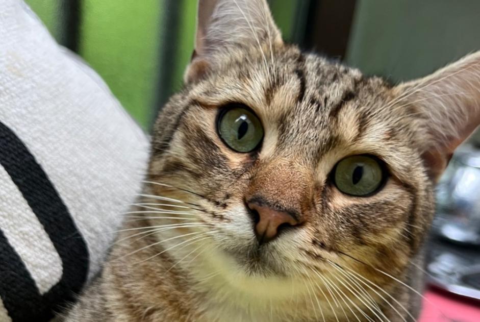 Alerte Disparition Chat croisement Mâle , 1 ans Cruseilles France Alerte Disparition Chat croisement Mâle , 1 ans Cruseilles France