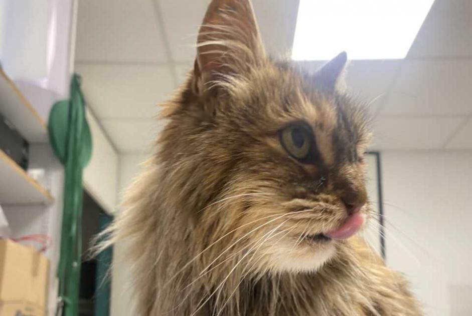 Alerte Découverte Chat Femelle Sevrier France