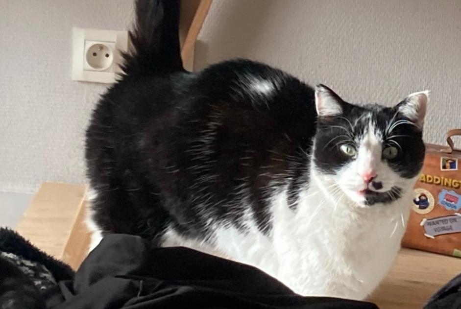 Alerte Découverte Chat Inconnu Héry-sur-Alby France