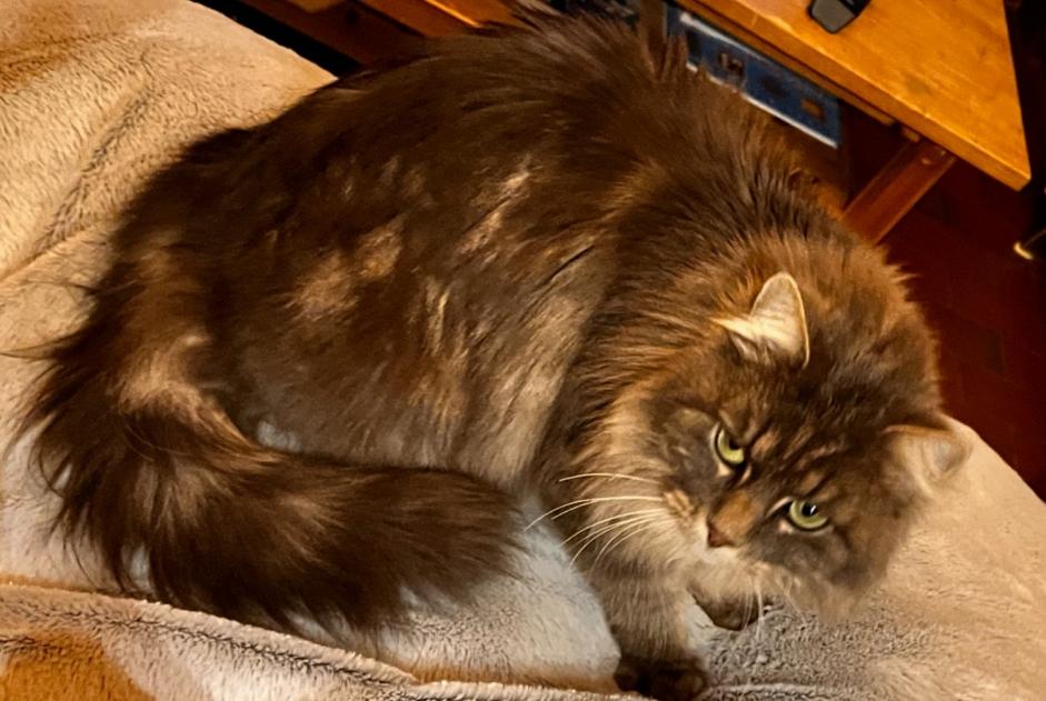 Alerte Disparition Chat  Femelle , 4 ans Vougy France