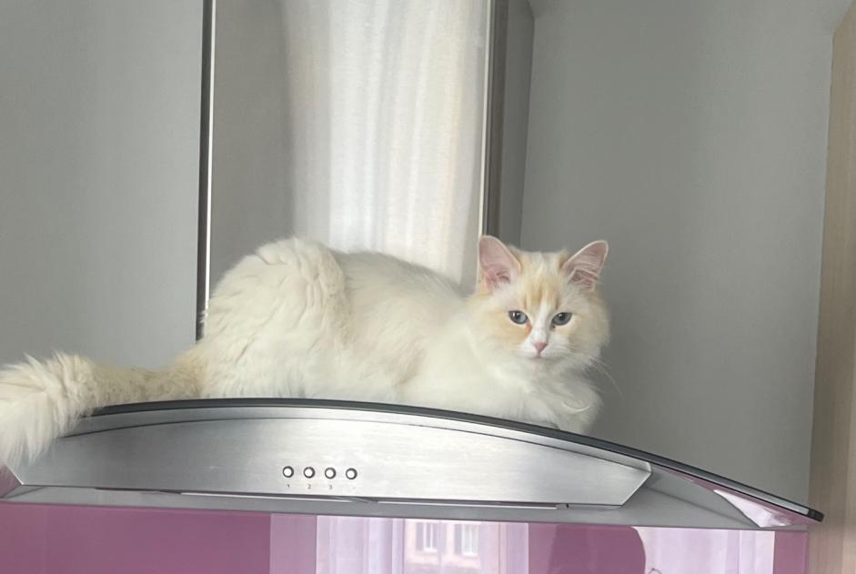 Avviso scomparsa Gatto incrocio di razze Femmina , 1 anni Bons-en-Chablais Francia Avviso scomparsa Gatto incrocio di razze Femmina , 1 anni Bons-en-Chablais Francia