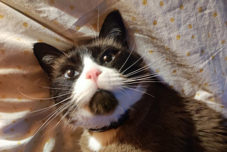 Avviso scomparsa Gatto  Maschio , 8 anni Annecy Francia