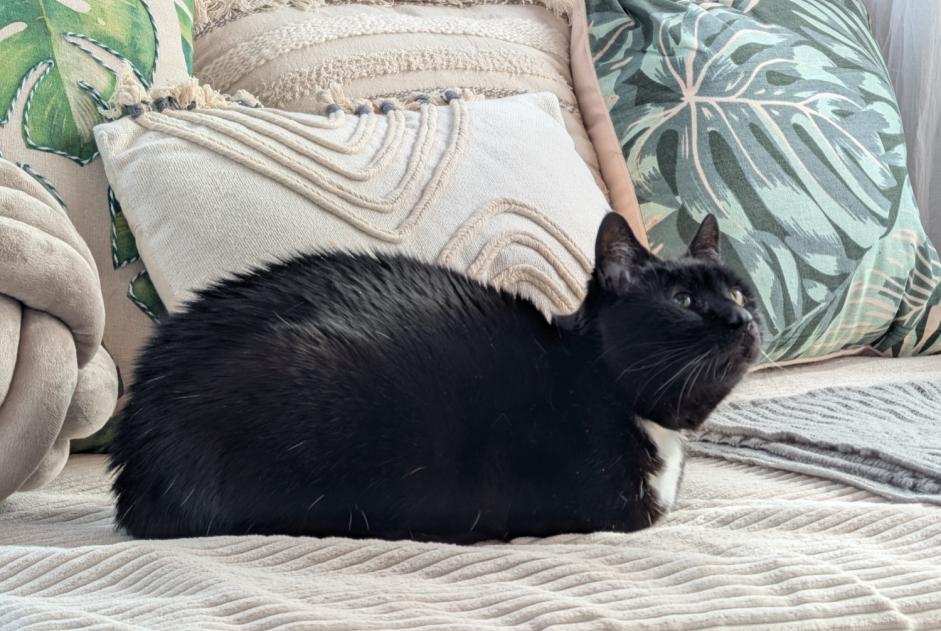 Avviso scomparsa Gatto Femmina , 6 anni Chavanod Francia