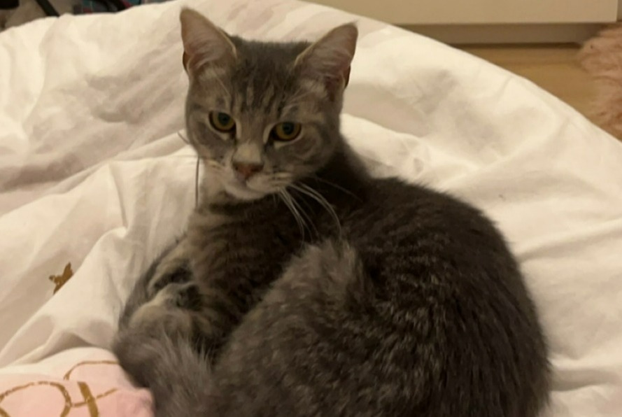 Avviso scomparsa Gatto Maschio , 1 anni Annemasse Francia