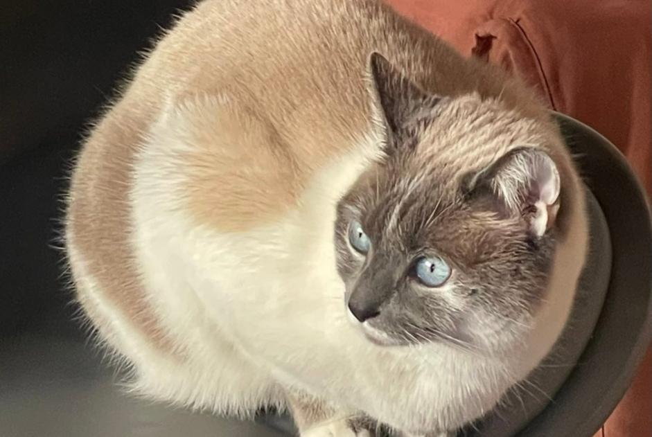 Avviso scomparsa Gatto incrocio di razze Femmina , 6 anni Bossey Francia Avviso scomparsa Gatto incrocio di razze Femmina , 6 anni Bossey Francia