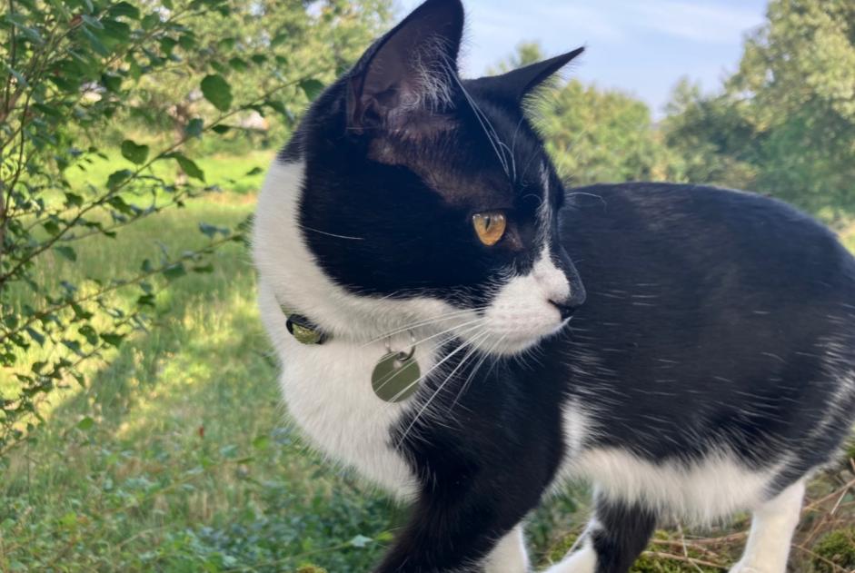 Verdwijningsalarm Kat Mannetje , 4 jaar Chamonix-Mont-Blanc Frankrijk Verdwijningsalarm Kat Mannetje , 4 jaar Chamonix-Mont-Blanc Frankrijk