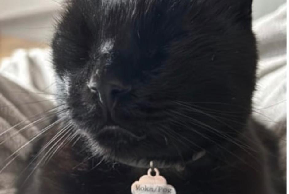 Verdwijningsalarm Kat Mannetje , 16 jaar Minzier Frankrijk Verdwijningsalarm Kat Mannetje , 16 jaar Minzier Frankrijk