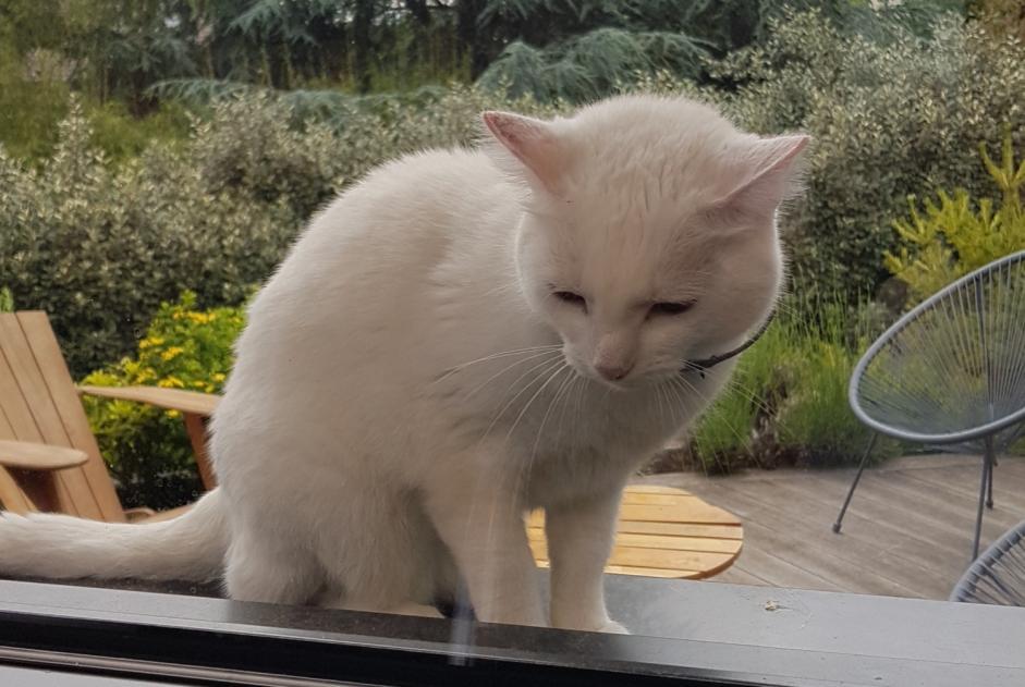 Alerta descoberta Gato Desconhecido Larringes France Alerta descoberta Gato Desconhecido Larringes France