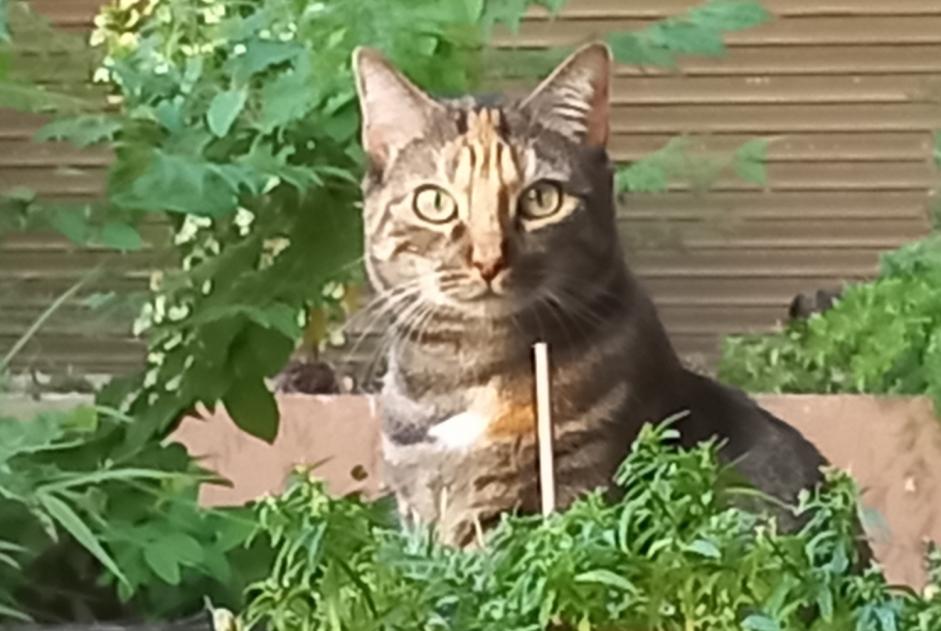 Alerta desaparecimento Gato cruzamento  Fêmea , 5 anos Annecy France