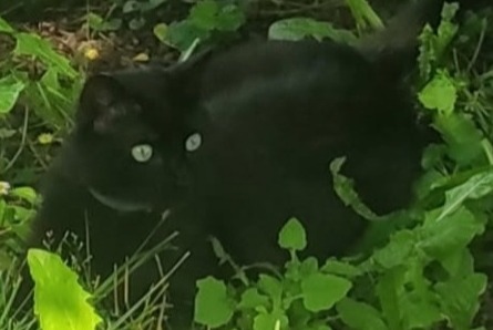 Alerta desaparecimento Gato Fêmea , 3 anos Desingy France Alerta desaparecimento Gato Fêmea , 3 anos Desingy France