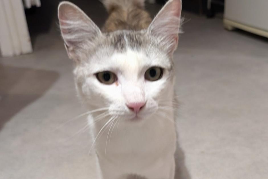 Alerta descoberta Gato Desconhecido Bonne France